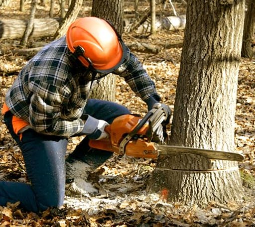 Tree Removal in Bronte, TX